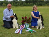 English Springer Spaniel Club of Canada (ESSCC)