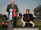 English Springer Spaniel Club of Canada (ESSCC)