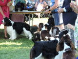 English Springer Spaniel Club of Canada (ESSCC)