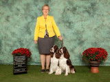 English Springer Spaniel Club of Canada (ESSCC)