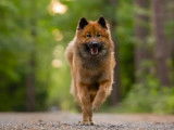 Eurasier Club of Canada