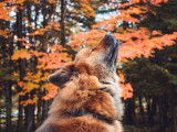 Eurasier Club of Canada