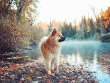 Eurasier Club of Canada
