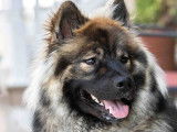 Eurasier Club of Canada