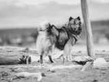 Eurasier Club of Canada