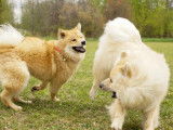Eurasier Club of Canada
