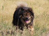 Eurasier Club of Canada