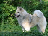 Eurasier Club of Canada