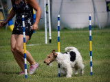 Wire Fox Terrier Club of Canada (WFTCC)