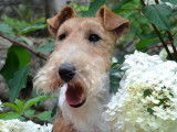 Wire Fox Terrier Club of Canada (WFTCC)