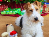 Wire Fox Terrier Club of Canada (WFTCC)