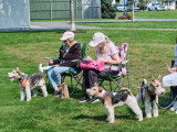Wire Fox Terrier Club of Canada (WFTCC)