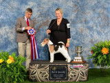 Wire Fox Terrier Club of Canada (WFTCC)