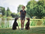 Un chien au poil