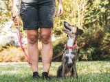 Un chien au poil