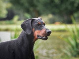 Un chien au poil