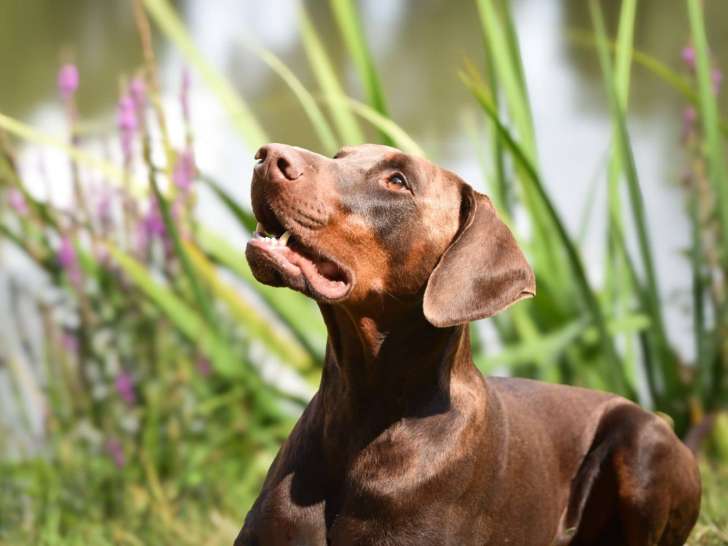 Un chien au poil