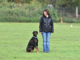 Un chien au poil