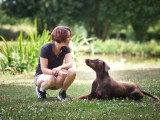 Un chien au poil
