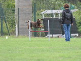 Un chien au poil