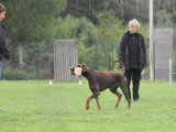 Un chien au poil