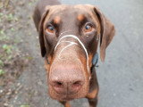 Un chien au poil