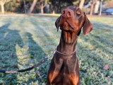 Un chien au poil
