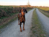 Un chien au poil