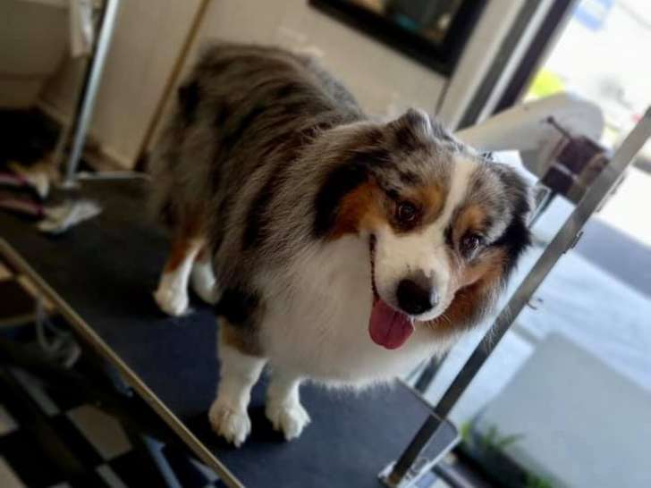 Animalis