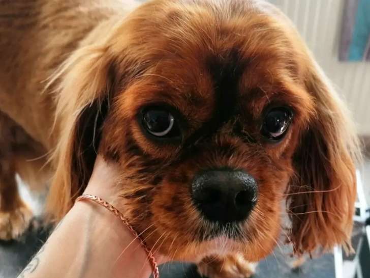Natura Li Dog