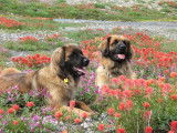 Leonberger Club of Canada