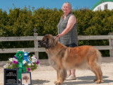 Leonberger Club of Canada