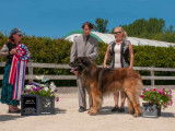 Leonberger Club of Canada