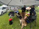 Leonberger Club of Canada
