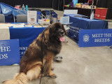 Leonberger Club of Canada
