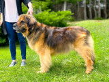 Leonberger Club of Canada