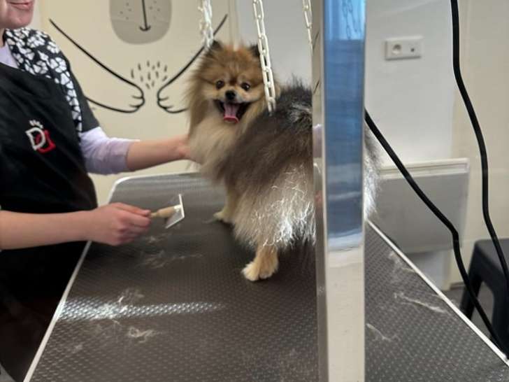 Féline Toilettage