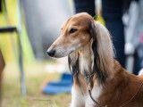 Saluki Club of Canada