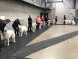 Great Pyrenees Club of Canada (GPCC)