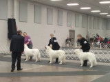 Great Pyrenees Club of Canada (GPCC)