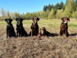 National Retriever Club of Canada (NRCC)