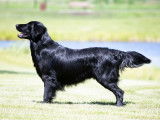 Flat-Coated Retriever Society of Canada