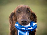 Flat-Coated Retriever Society of Canada