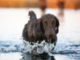 Flat-Coated Retriever Society of Canada