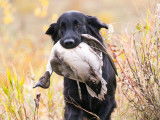 Flat-Coated Retriever Society of Canada