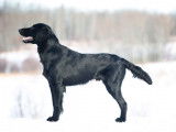 Flat-Coated Retriever Society of Canada