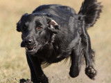Flat-Coated Retriever Society of Canada