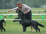 Flat-Coated Retriever Society of Canada
