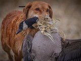 Chesapeake Bay Retriever Club of Canada (CBRCC)