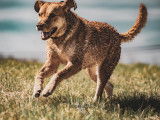 Chesapeake Bay Retriever Club of Canada (CBRCC)
